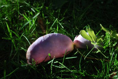 Akebia quinata - akébie pětičetná - plody